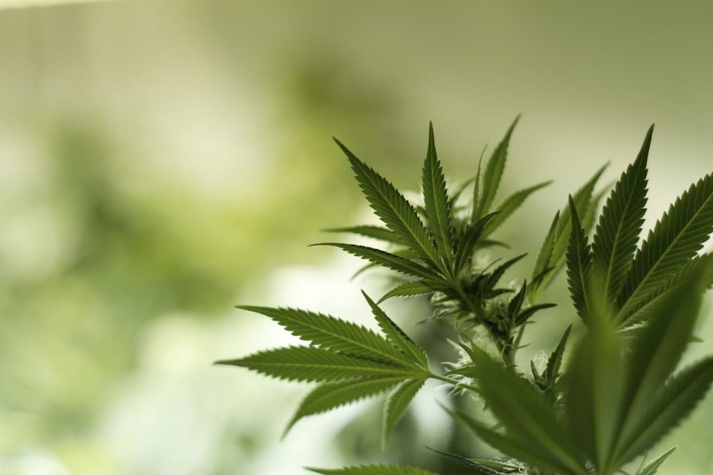 Blog image for Body Talk by Buford: Moobs—Surprising Result of Marijuana Use or Sign of Something More Sinister?